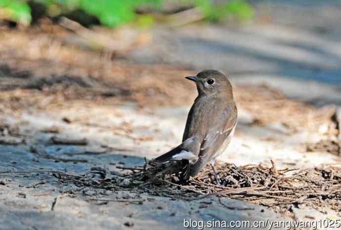 红喉姬鹟（15）