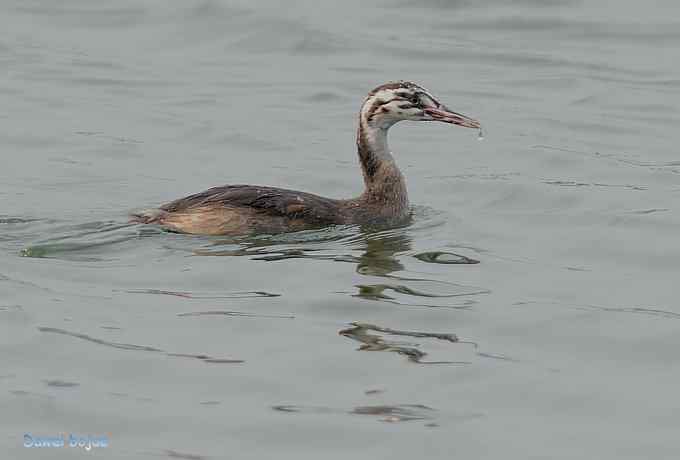 颐和园的凤头 颐和园的凤头