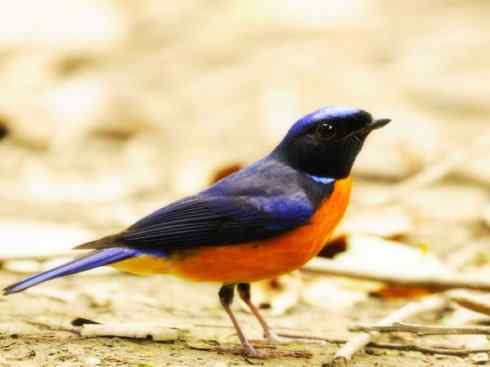 美丽无罪:雀鸟之仙鹟