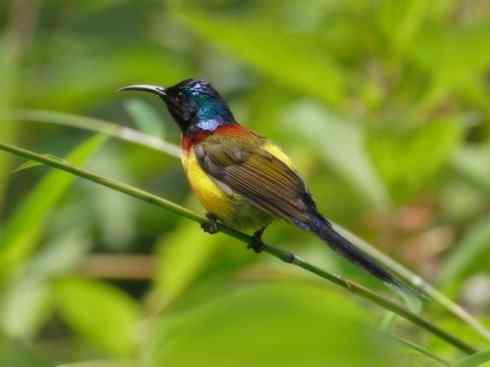 美丽无罪：雀鸟之太阳鸟