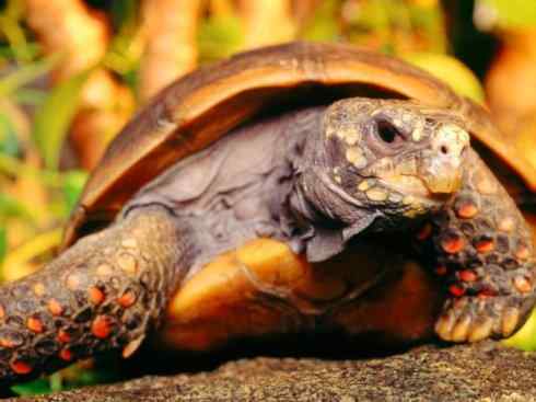 玄武：传说的兽原型探秘（象龟）