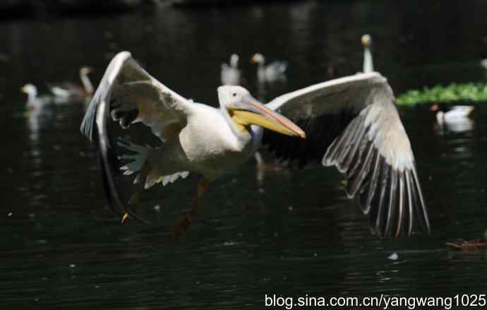 再拍大鹈鹕 wbr wbr1