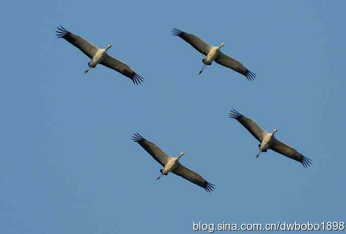 云天鹤影 wbr醉舞冬阳