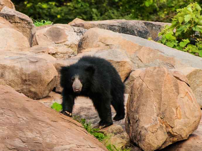 盘点十二大著名食蚁动物：懒熊