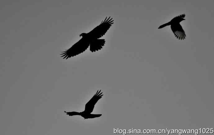 剪纸(空中的战斗) 剪纸(空中的战斗)