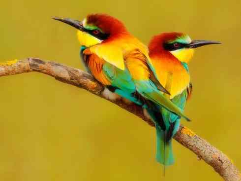 绝色攀禽：佛法僧目之蜂虎3