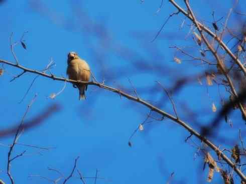 家禽驯化之源之二十二