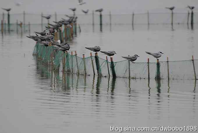 灰斑鸠踩蛋 wbr须浮鸥育雏