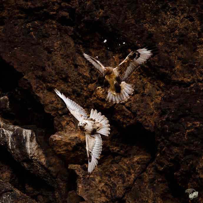 有背景的大鵟飞版