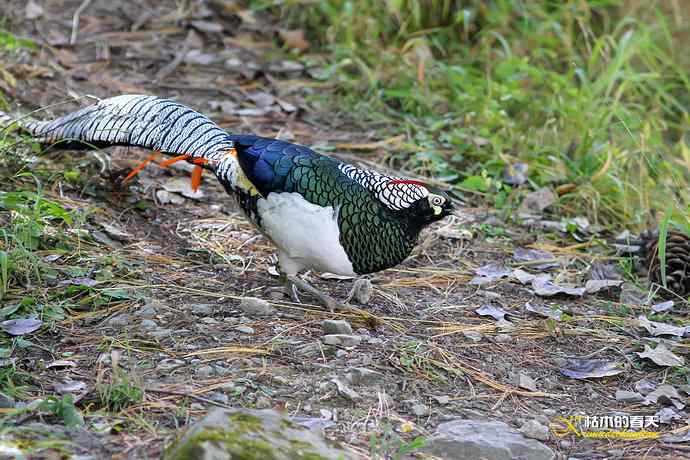 康定拍鈥湴赘菇跫︹