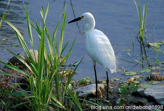 鸟友同游怀沙河 鸟友同游怀沙河