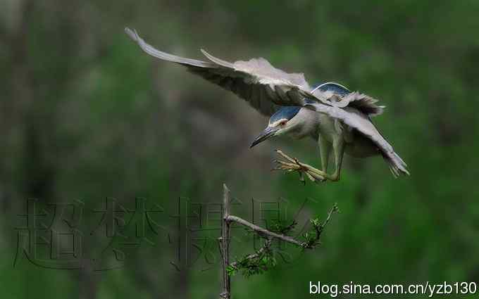聆听超萌鈥溞∫光澢ㄗ橥迹24张图片）