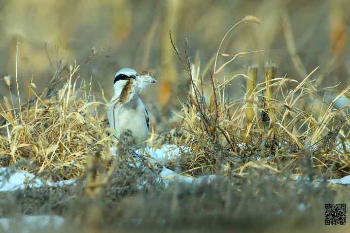野鸭湖的楔尾伯劳吃什么? 野鸭湖的楔尾伯劳吃什么?