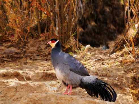 凤凰：传说中的鸟原型探秘（孔雀）