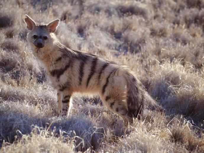 盘点十二大著名食蚁动物：土狼