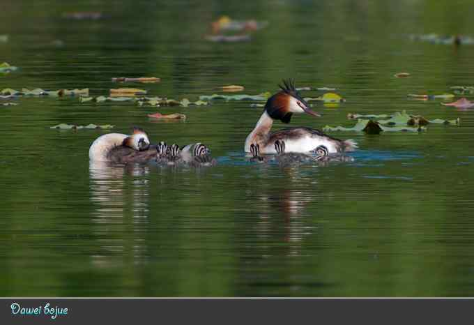 绿意倒映中的pt家园 绿意倒映中的pt家园