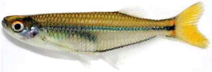 鱼类活化石：虱目鱼