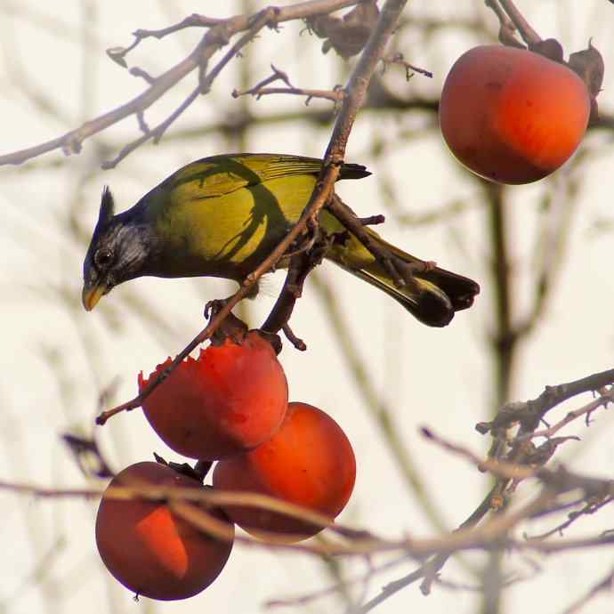 四川西昌鸟类摄影——凤头雀嘴鹎吃红柿子