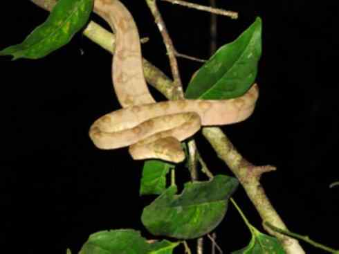 龙：传说的兽原型探秘（树蚺类）