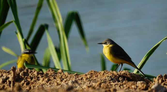 头一次打鸟就遇见了黄鹡鸰 头一次打鸟就遇见了黄鹡鸰