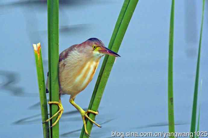 北京将府公园的鸟类——黄苇鳽专心致志