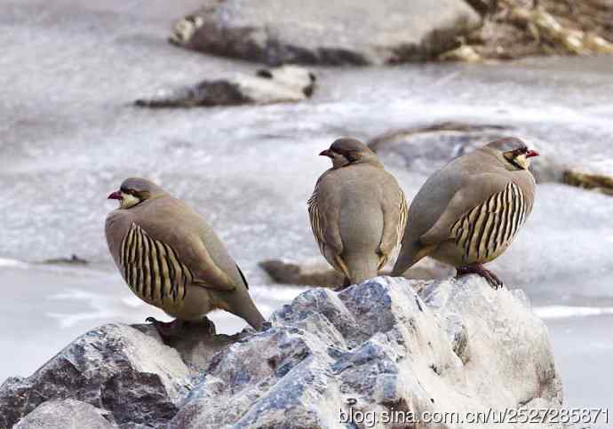北京野鸟摄影——石鸡