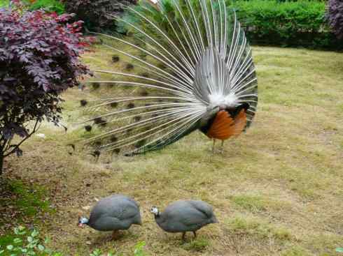 家禽驯化之源之七