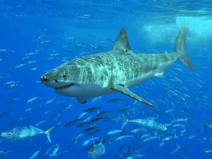 鱼类活化石：皱鳃鲨