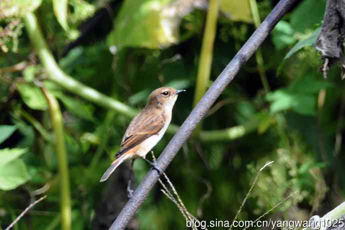 雌性黑喉石即鸟（2）
