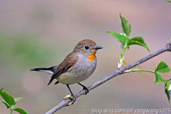 雄性红喉姬鹟（17）