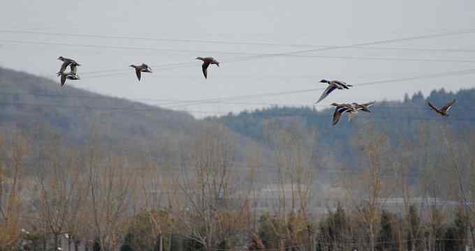 小燕子穿花衣 小燕子穿花衣