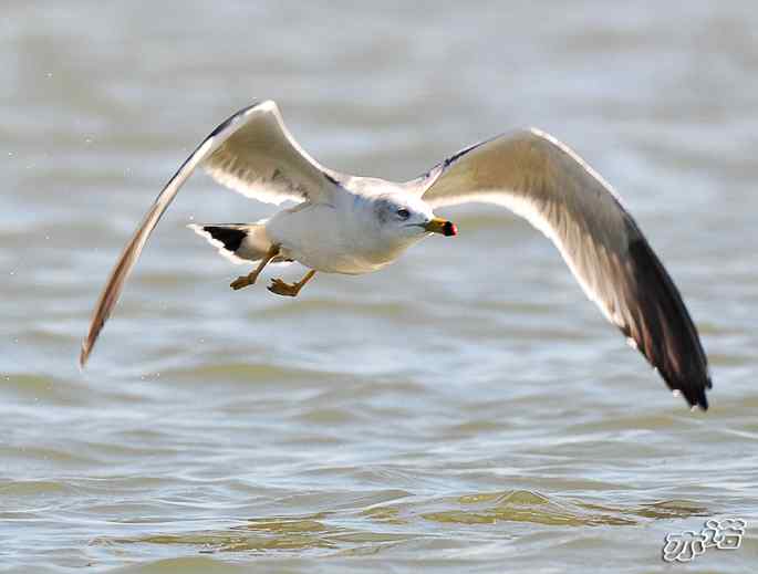 河北乐亭拍鸟——鸥