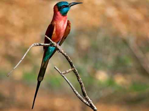 绝色攀禽:佛法僧目之蜂虎4 绝色攀禽:佛法僧目之蜂虎4