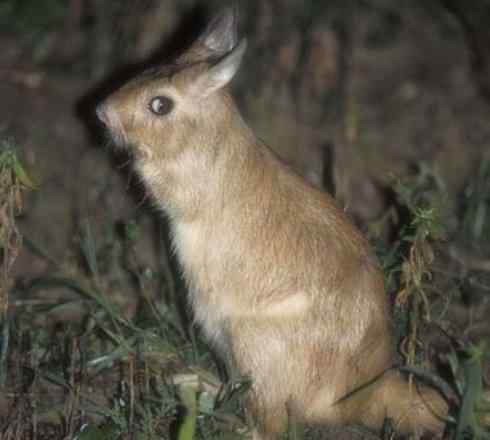 动物世界：山寨还是原创之八