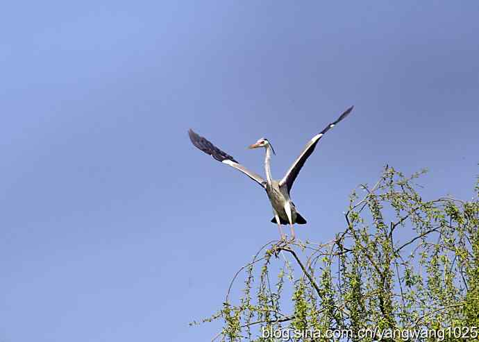 苍鹭 wbr2 苍鹭 wbr2