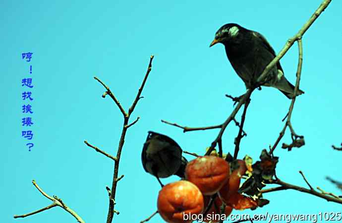 图片故事（抓拍）