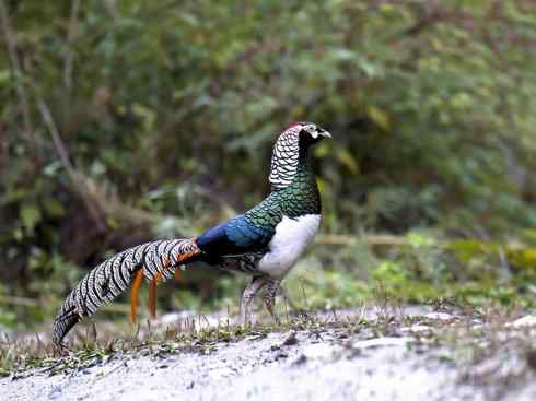 凤凰：传说中的鸟原型探秘（锦鸡）