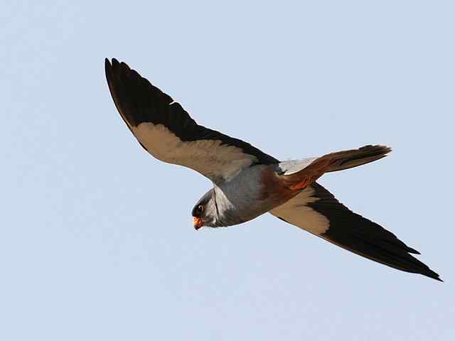 阿穆尔隼咏叹 阿穆尔隼咏叹