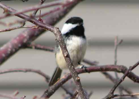春眠不觉晓，处处闻啼鸟