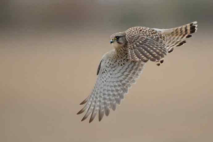 野鸭湖10月15日收获