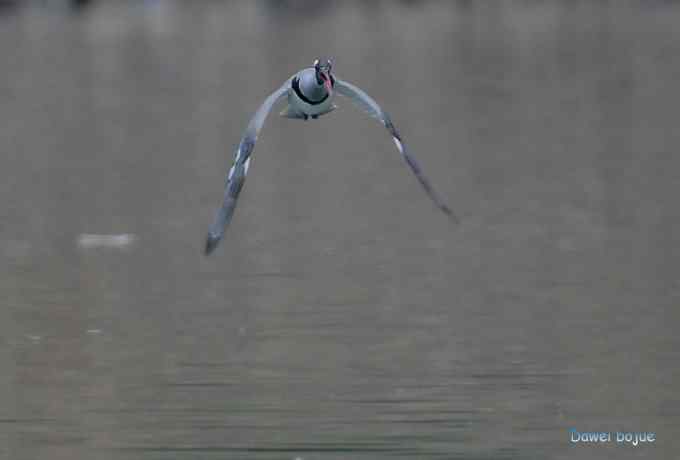 白河六月几只鸟　