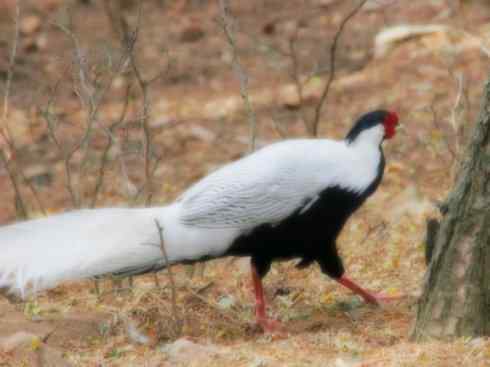 家禽驯化之源之八