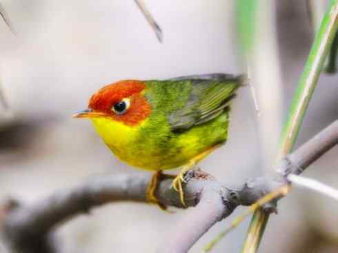 美丽无罪：雀鸟之地莺