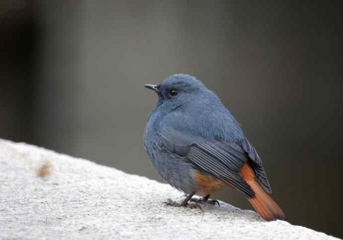 圆滚滚的红尾水鸲