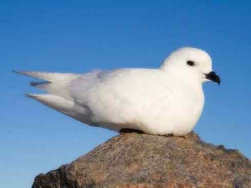 奇特的盔：雪海燕