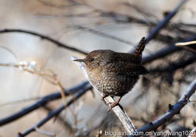 鹪鹩(抓拍)2 鹪鹩(抓拍)2