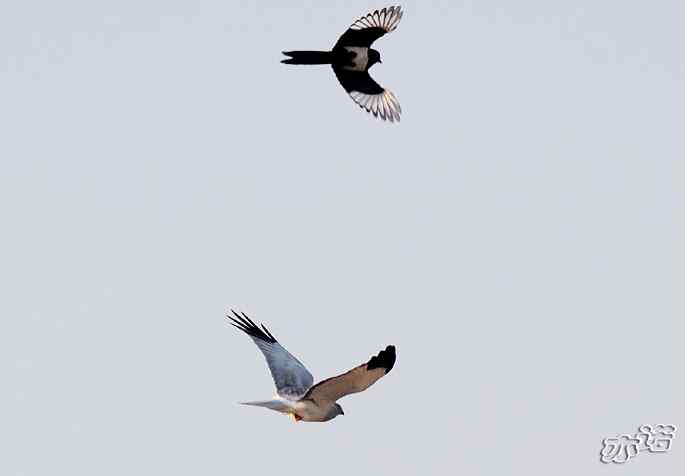 官厅水库&nbsp;wbr路&nbsp;wbr被喜鹊驱赶的白尾鹞