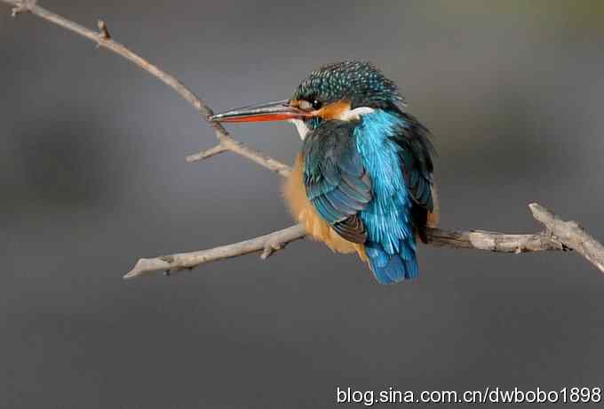 新年第一炮:小翠抓虾 新年第一炮:小翠抓虾