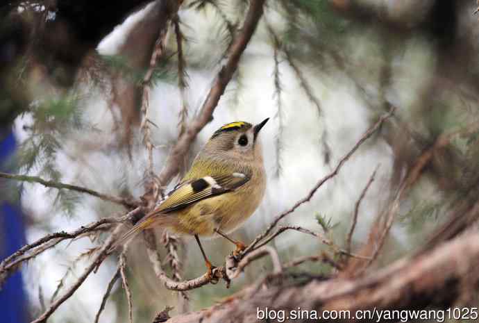 北京万源路小花园的鸟类——戴菊鸟（3）