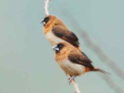 家禽驯化之源之十七